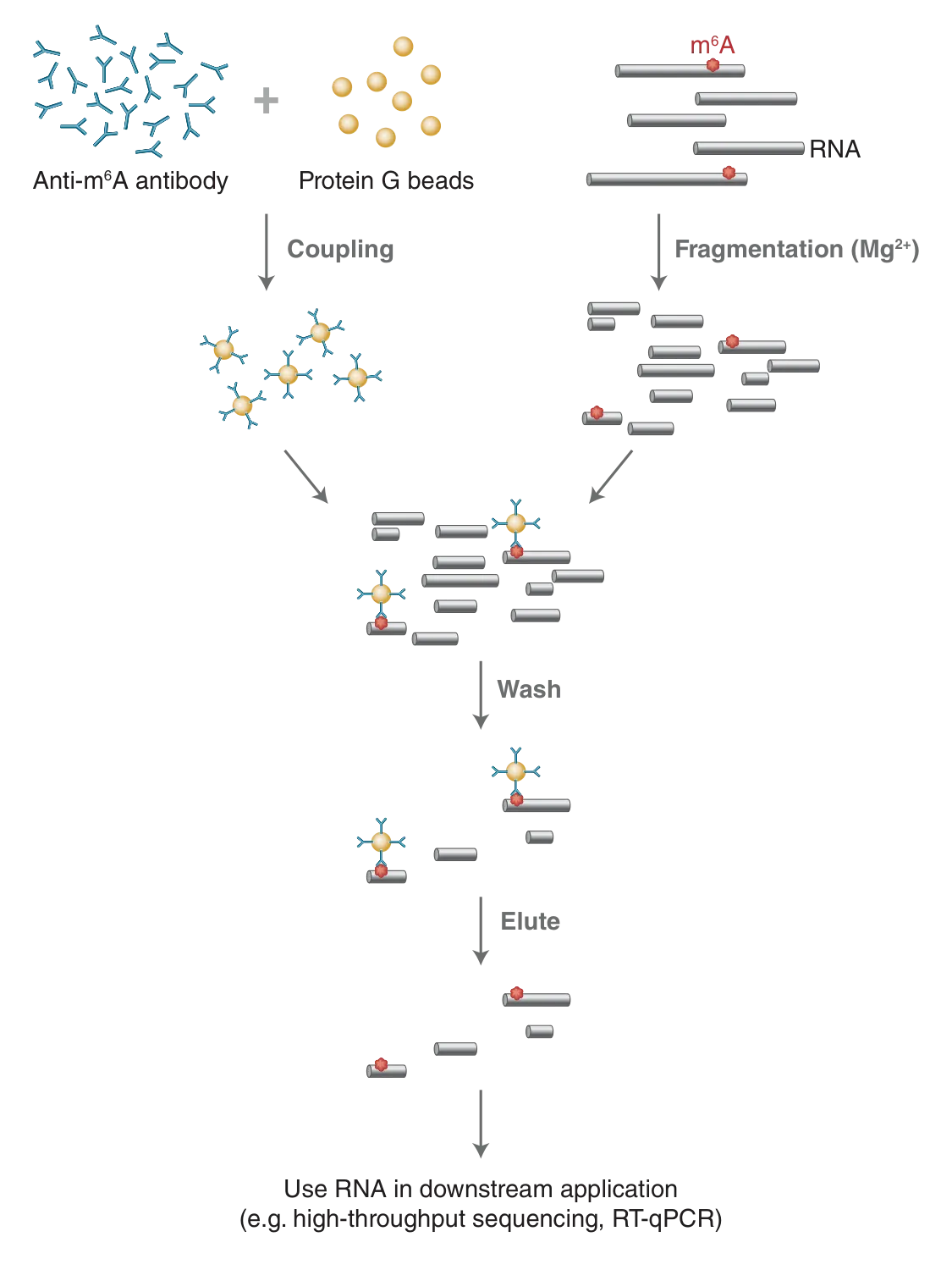 EpiMark® N6-Methyladenosine Enrichment Kit workflow