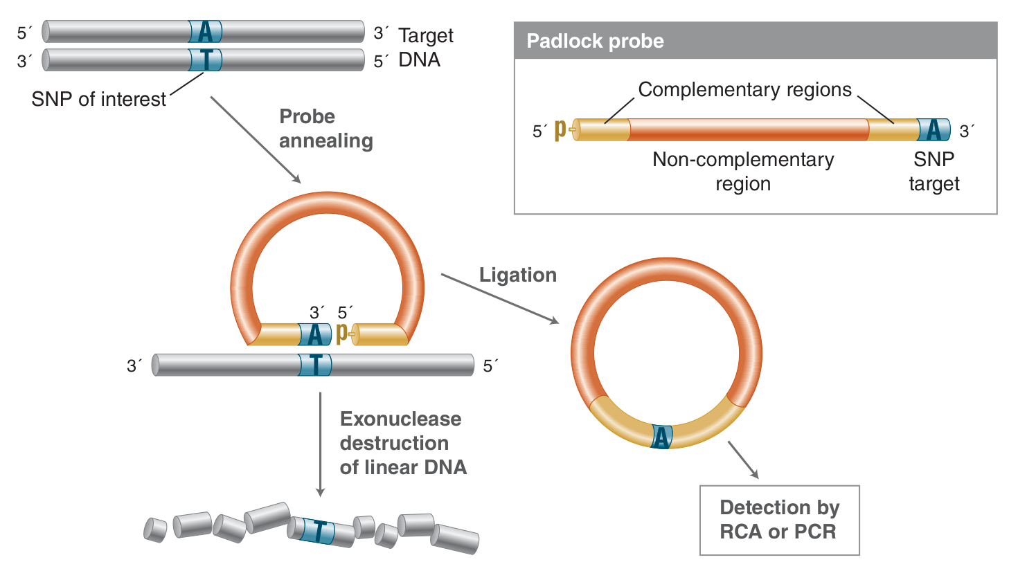 Ligation-Rolling Circle Amplification – Padlock Probes