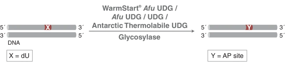 Mechanism of WarmStart Afu UDG