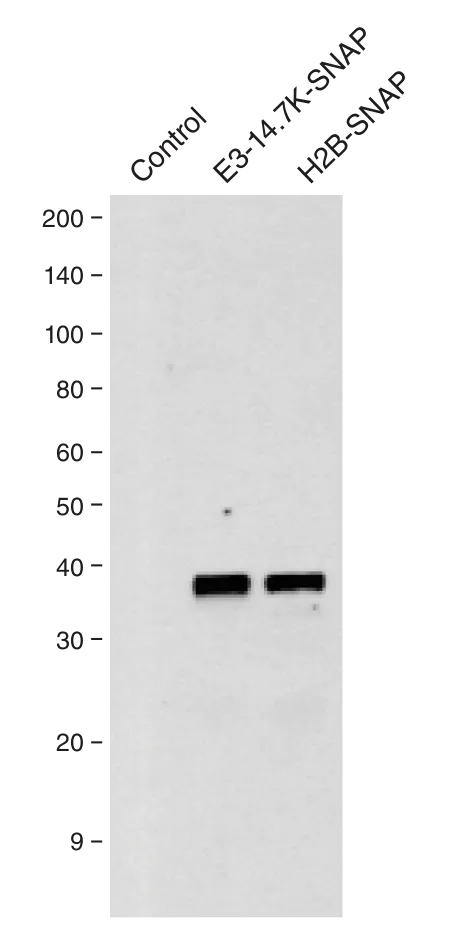 SNAP-tag fusion protein Western blot