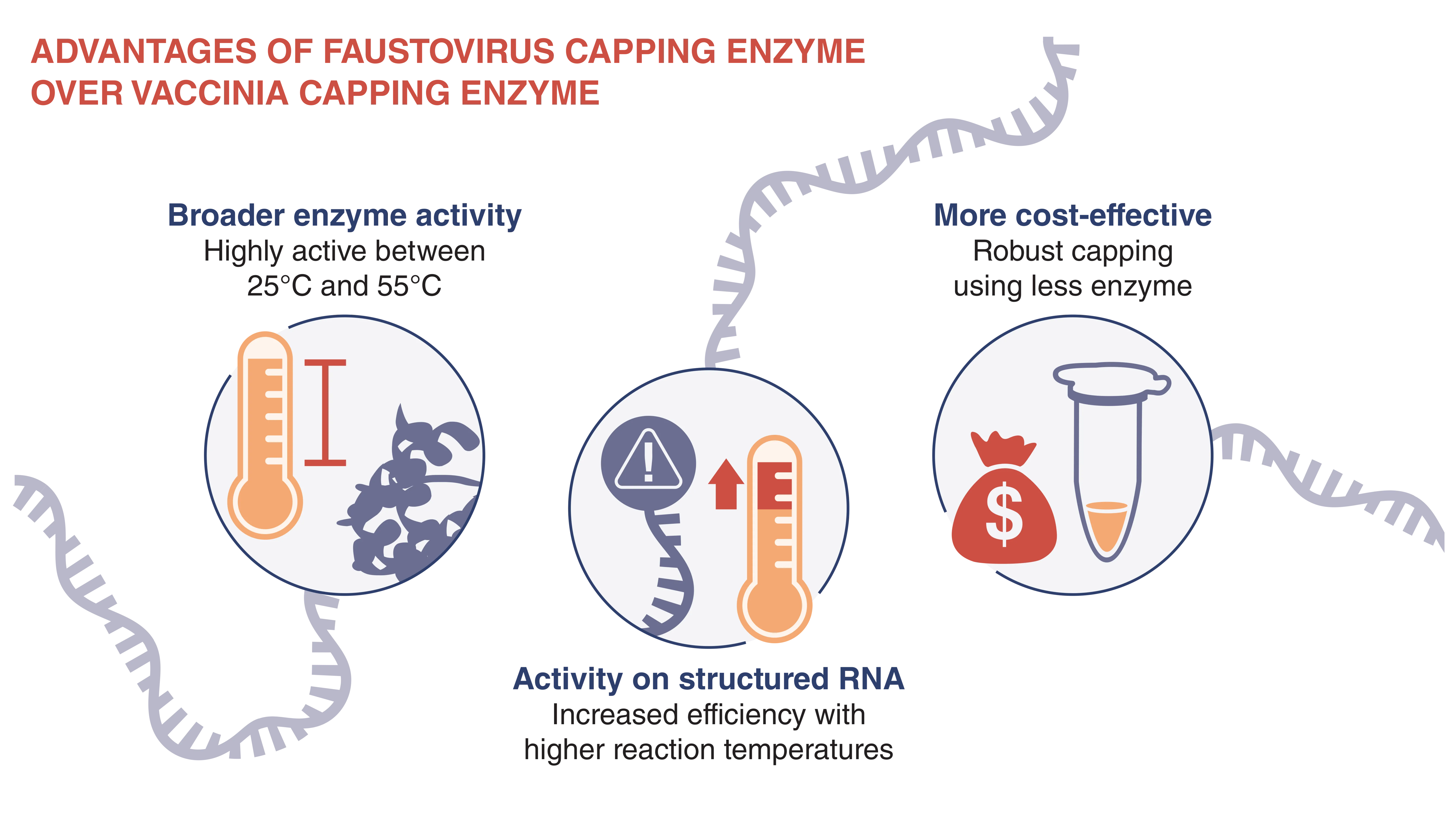 Infographic of advantages over vaccinia capping enzyme