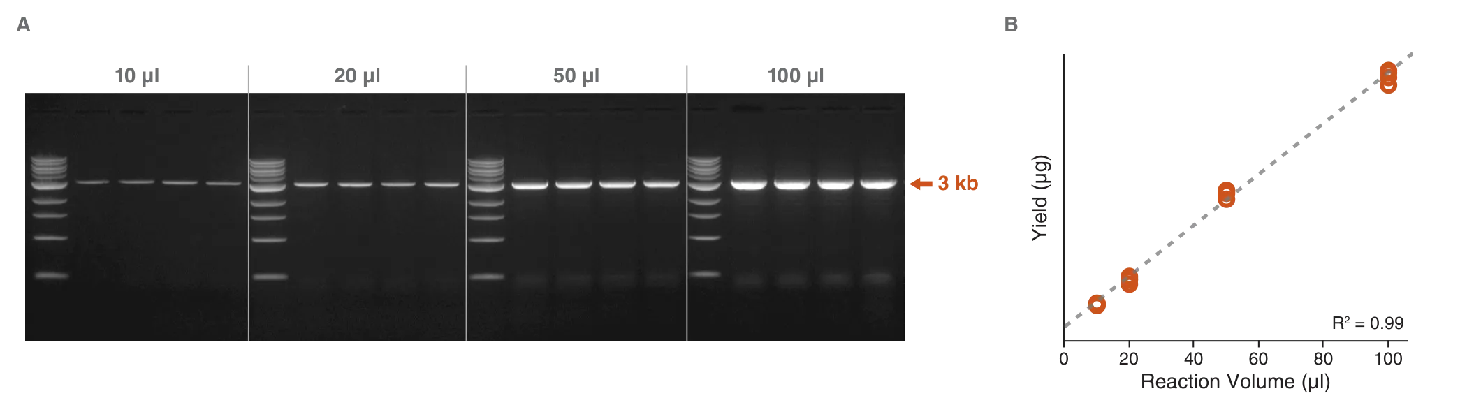Gel and plot compring various reaction volumes for EnClose Cell-free dbDNA Synthesis Kit