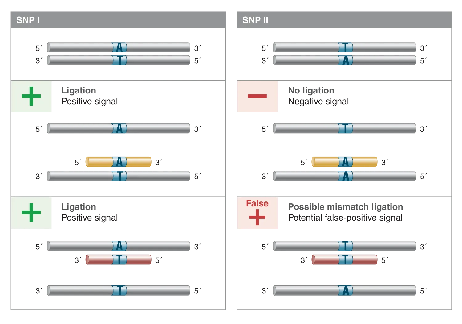 Diagram of probe designs when considering ligase fidelity