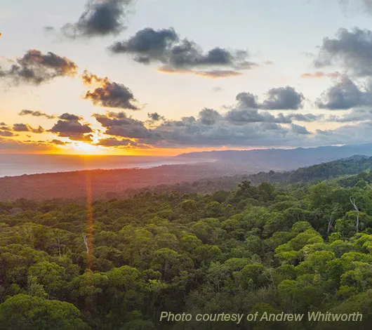 Aerial view over trees of Osa Peninsula in Costa Rica at sunrise. Photo courtesy of Andrew Whitworth.