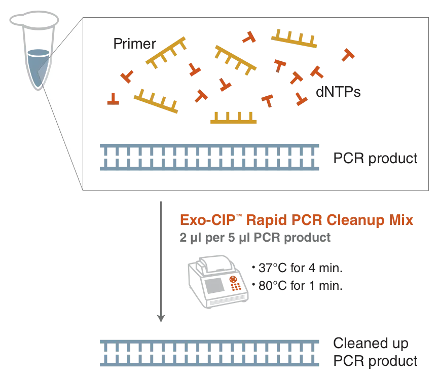 Exo-CIP™ Rapid PCR Cleanup Mix workflow