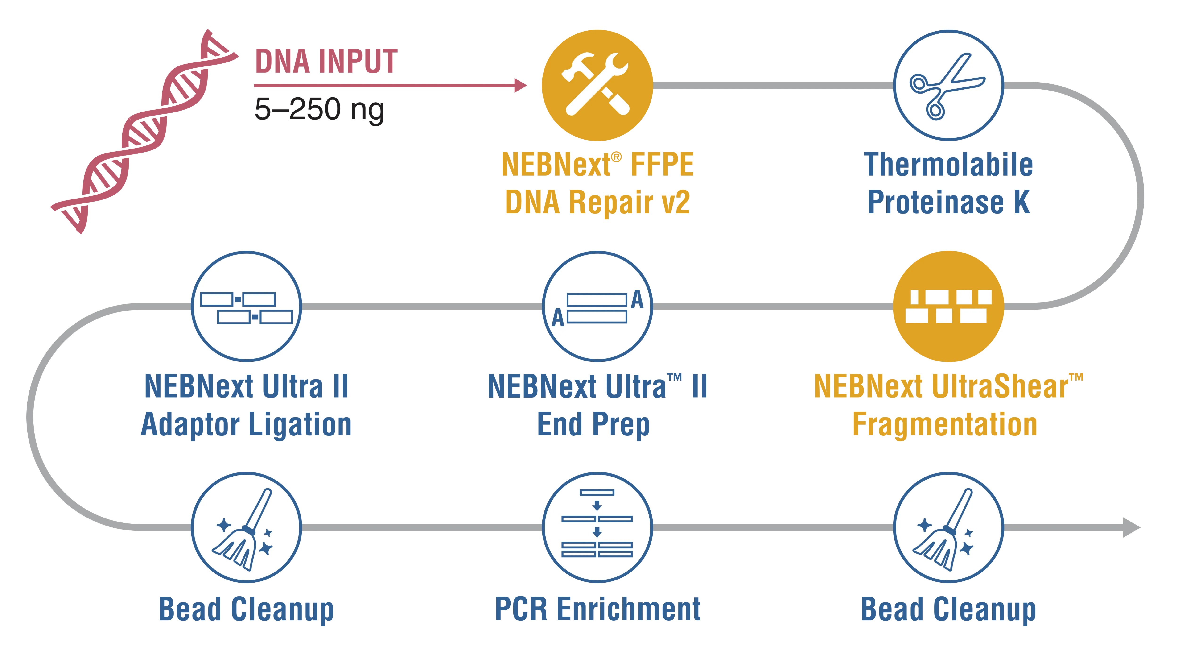 NEBNext UltraShear® FFPE workflow