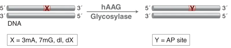 Diagram of mechanism