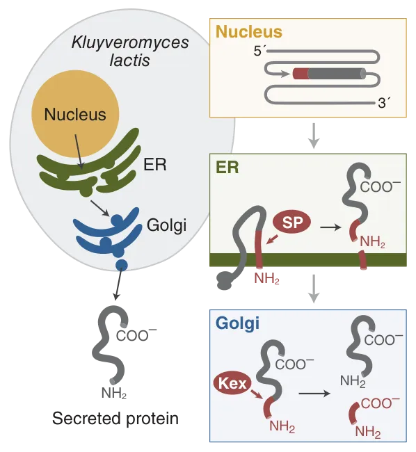 Overview of protein processing and secretion in K. lactis