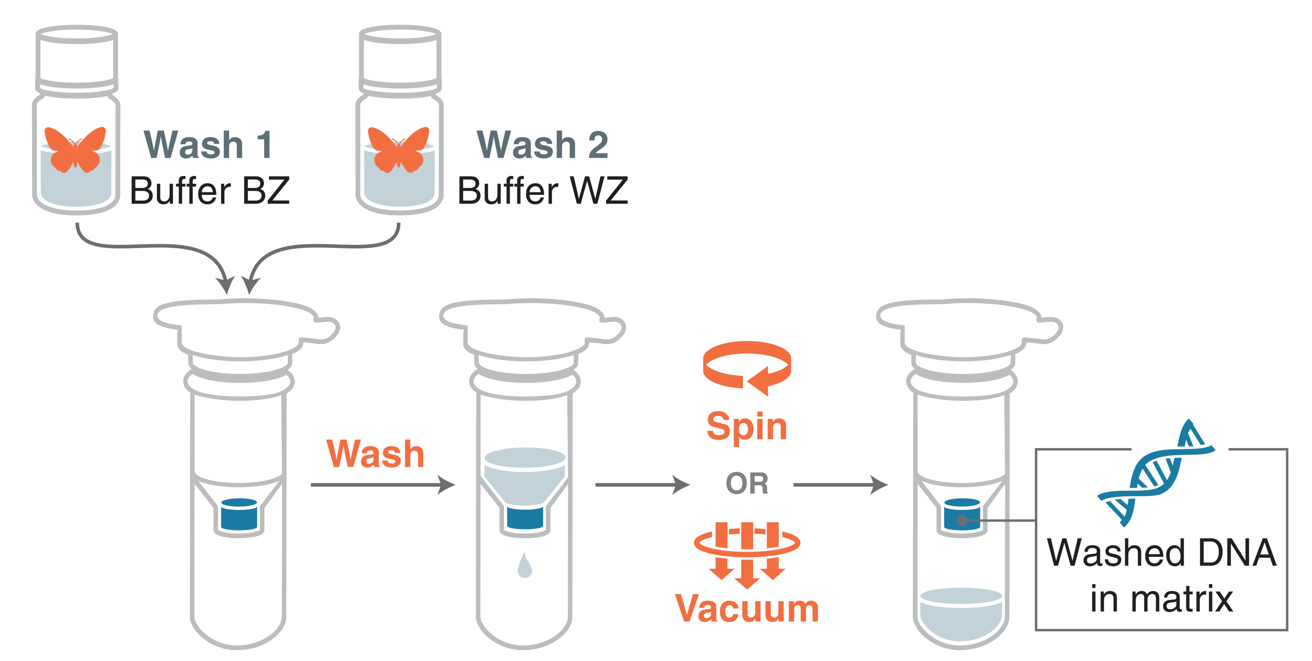 Infographic showing the wash step