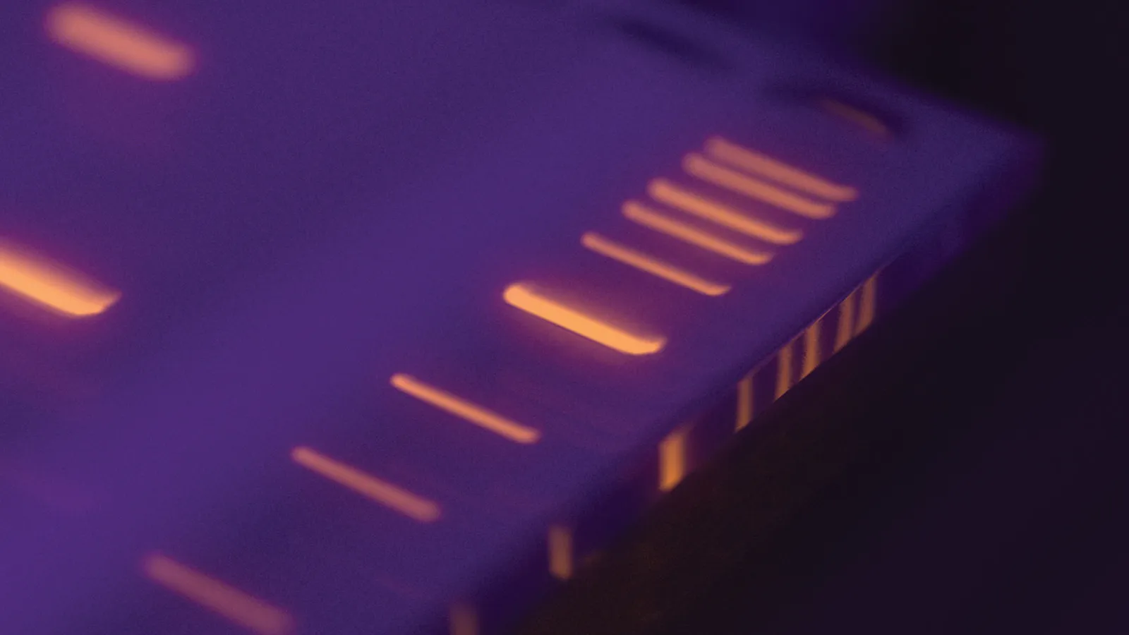Purple DNA ladder with orange bands