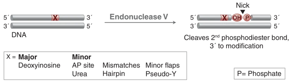 Diagram of mechanism