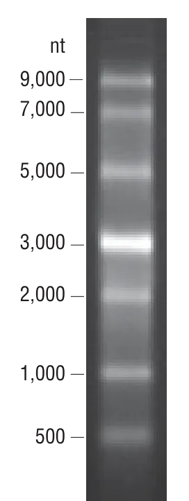 ssRNA Ladder