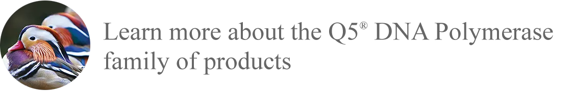 [Duck photo]  Learn more about the Q5® DNA Polymerase family of products 
