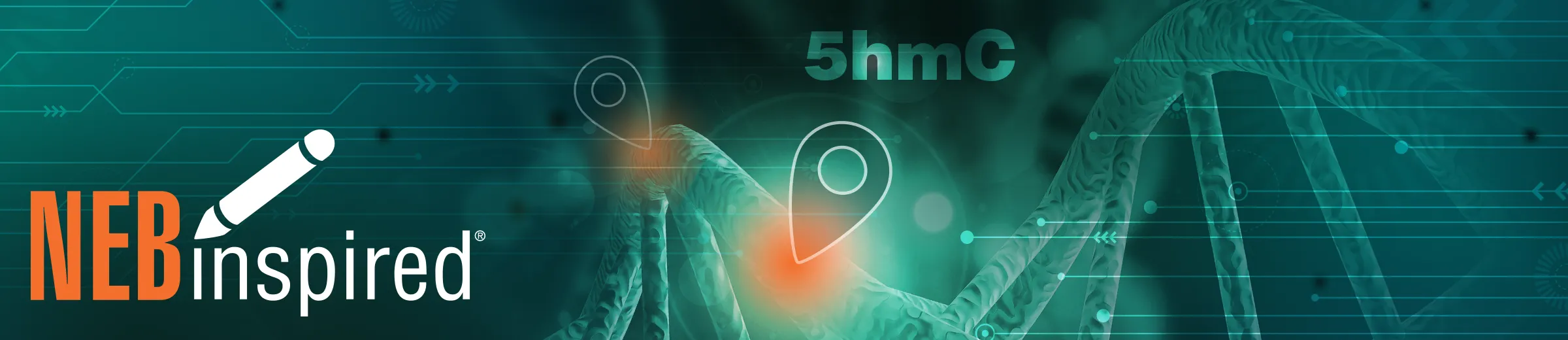 Collage of DNA with 5hmC modification and digital lines, with NEBinspired logo