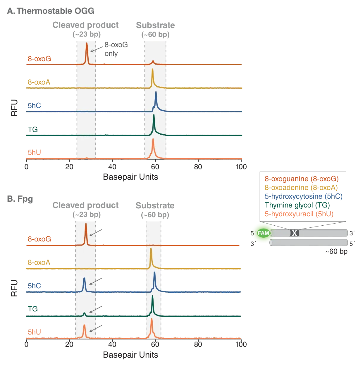 RFU of Thermostable OGG as compared to Fpg, showing cleaved product and substrate