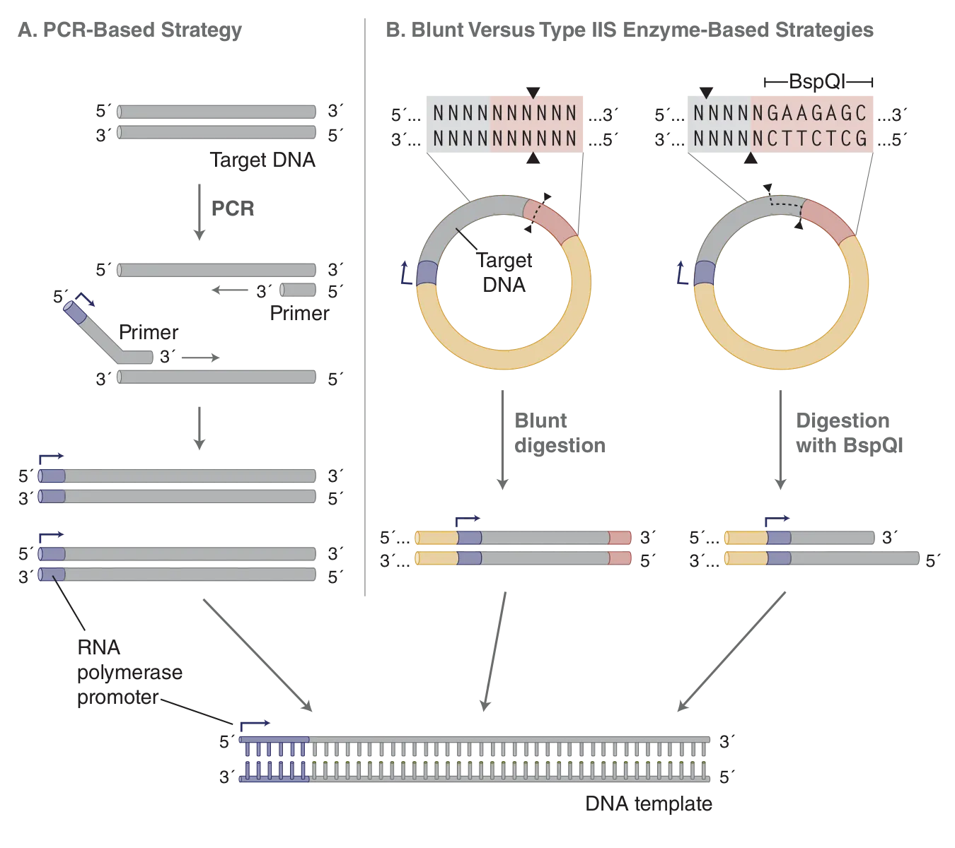PCR-based strategy as compared to Blunt and Type IIS Enzyme-based strategy for template generation