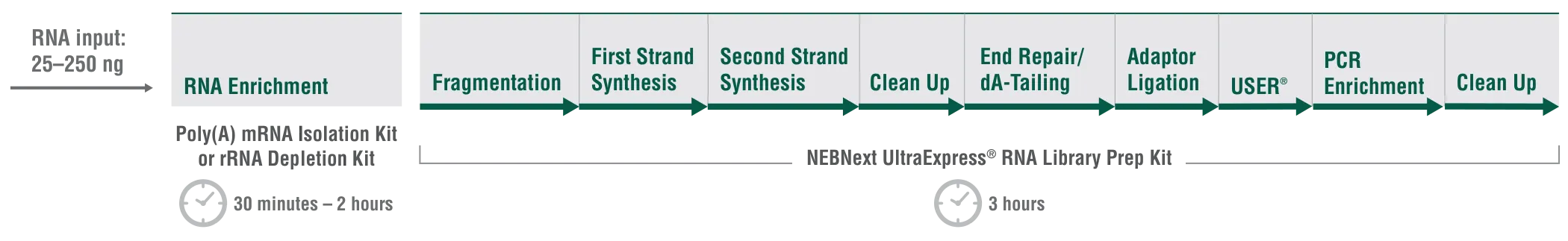 Workflow for NEBNext UltraExpress® RNA