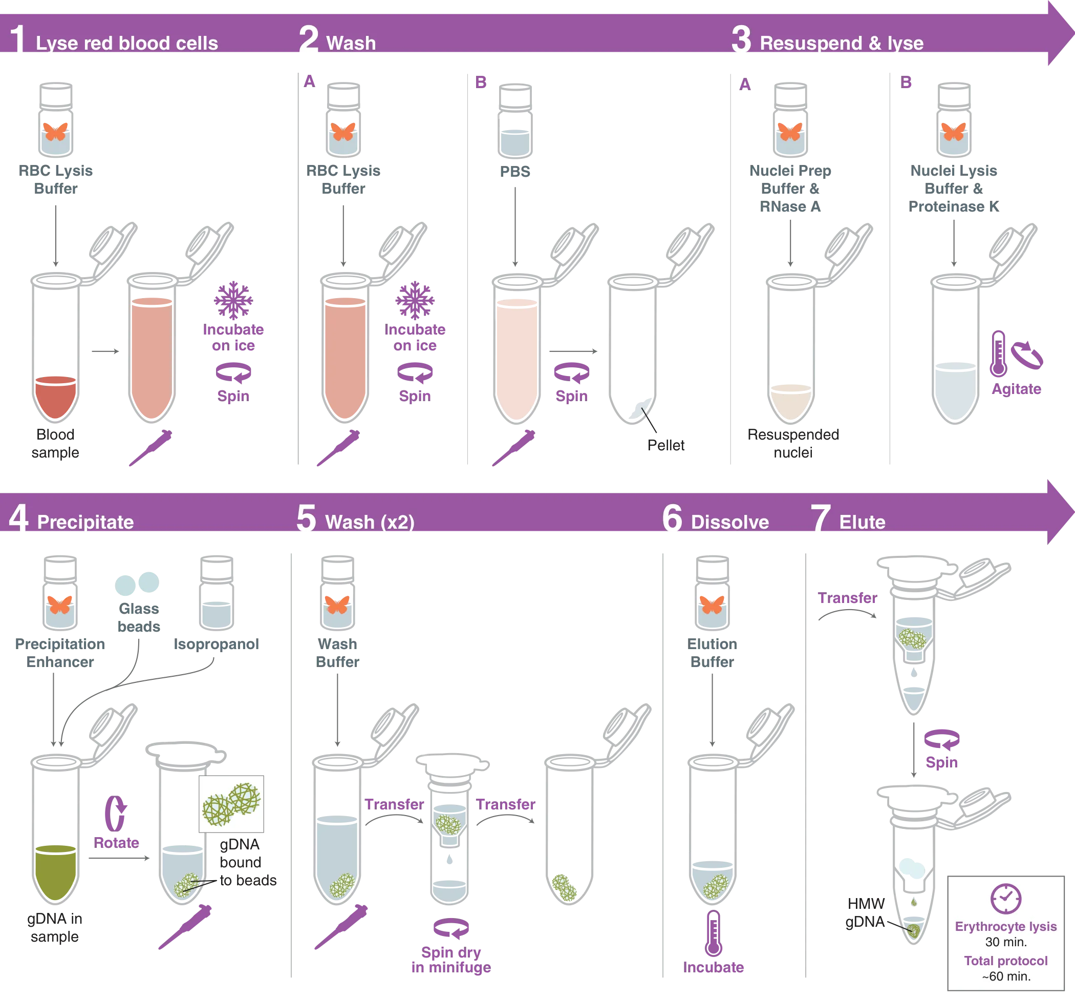 Workflow for isolation of HMW DNA from blood using the Monarch® HMW DNA Extraction Kit