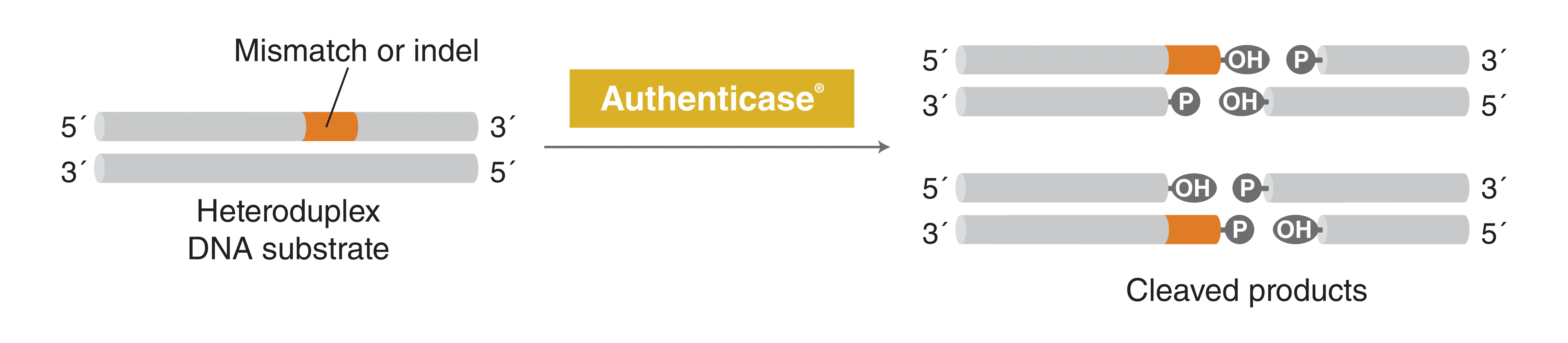 Authenticase mechanism