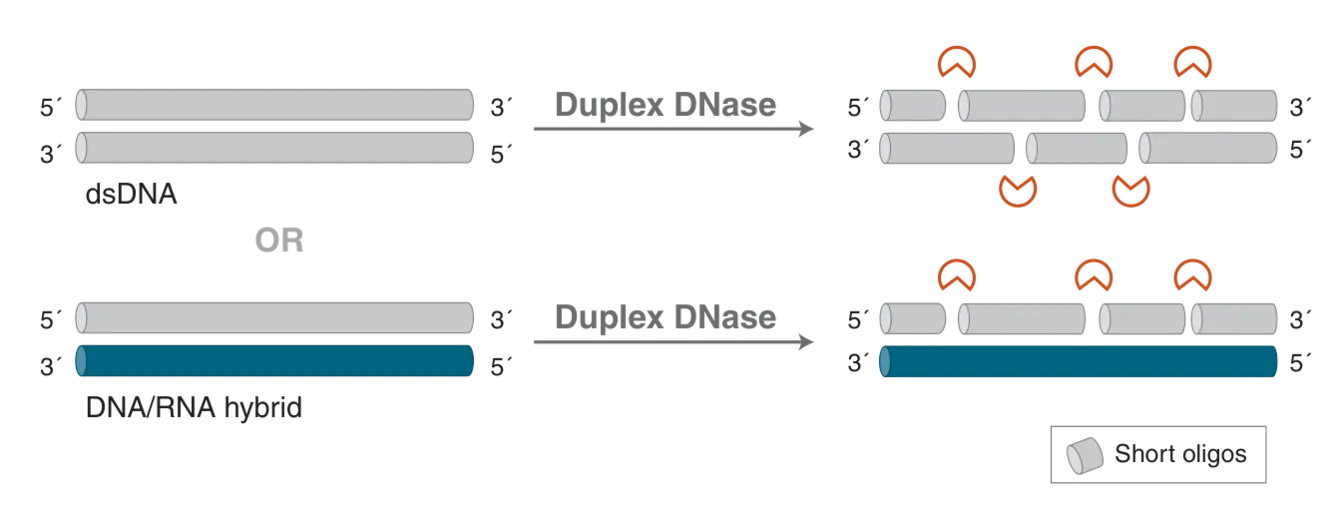 Mechanism of Duplex DNase