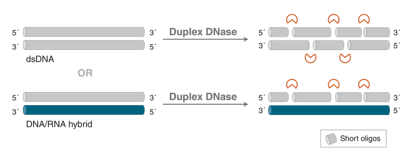 Mechanism of Duplex DNase