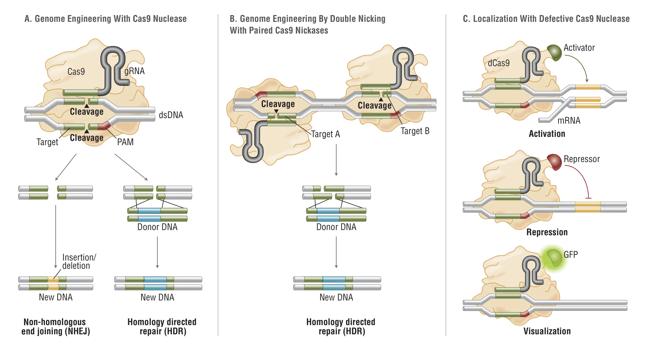 Applications for genome editing with Cas9