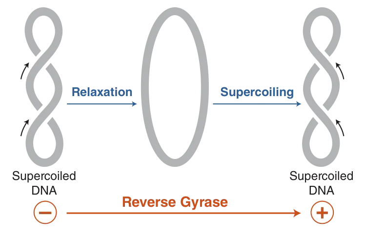 Illustration of Reverse Gyrase relaxing and then supercoiling DNA