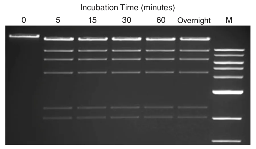 Gel depicting purity of Time-Saver qualified enzymes at various incubation times