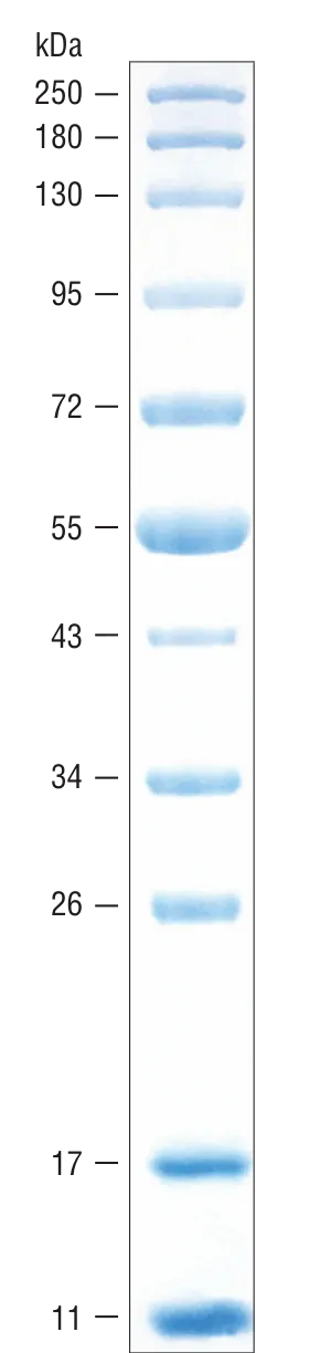 Blue Prestained Protein Standard, Broad Range (11–250 kDa) | NEB