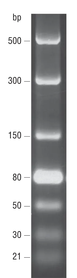 dsRNA Ladder