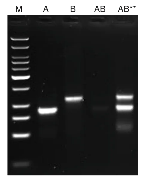 ET SSB gel for multiplex HDA