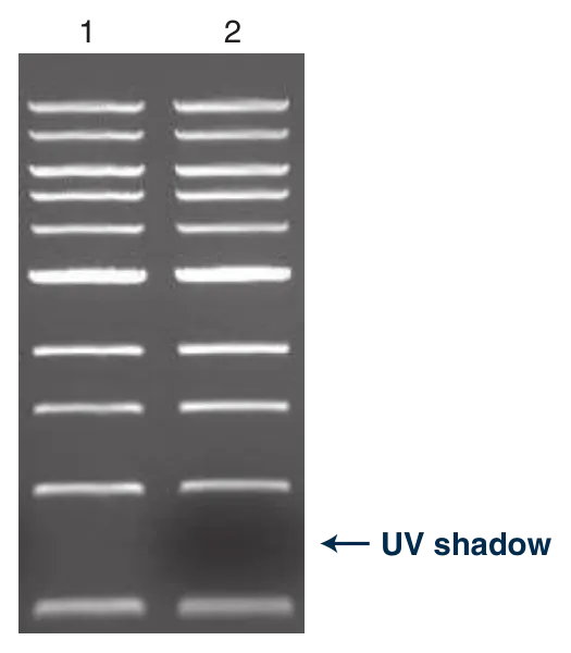 Gel Loading Dye, Purple (6X) does not cast a UV shadow, as compared to Gel Loading Dye, Blue (6X)