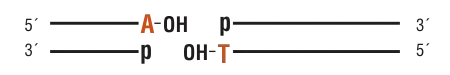 dsDNA substrate for ligase selection:5´ [ straight line ] A-OH   p [ straight line ] 3´3´ [ straight line ] p  OH-T [ straight line ]  5´