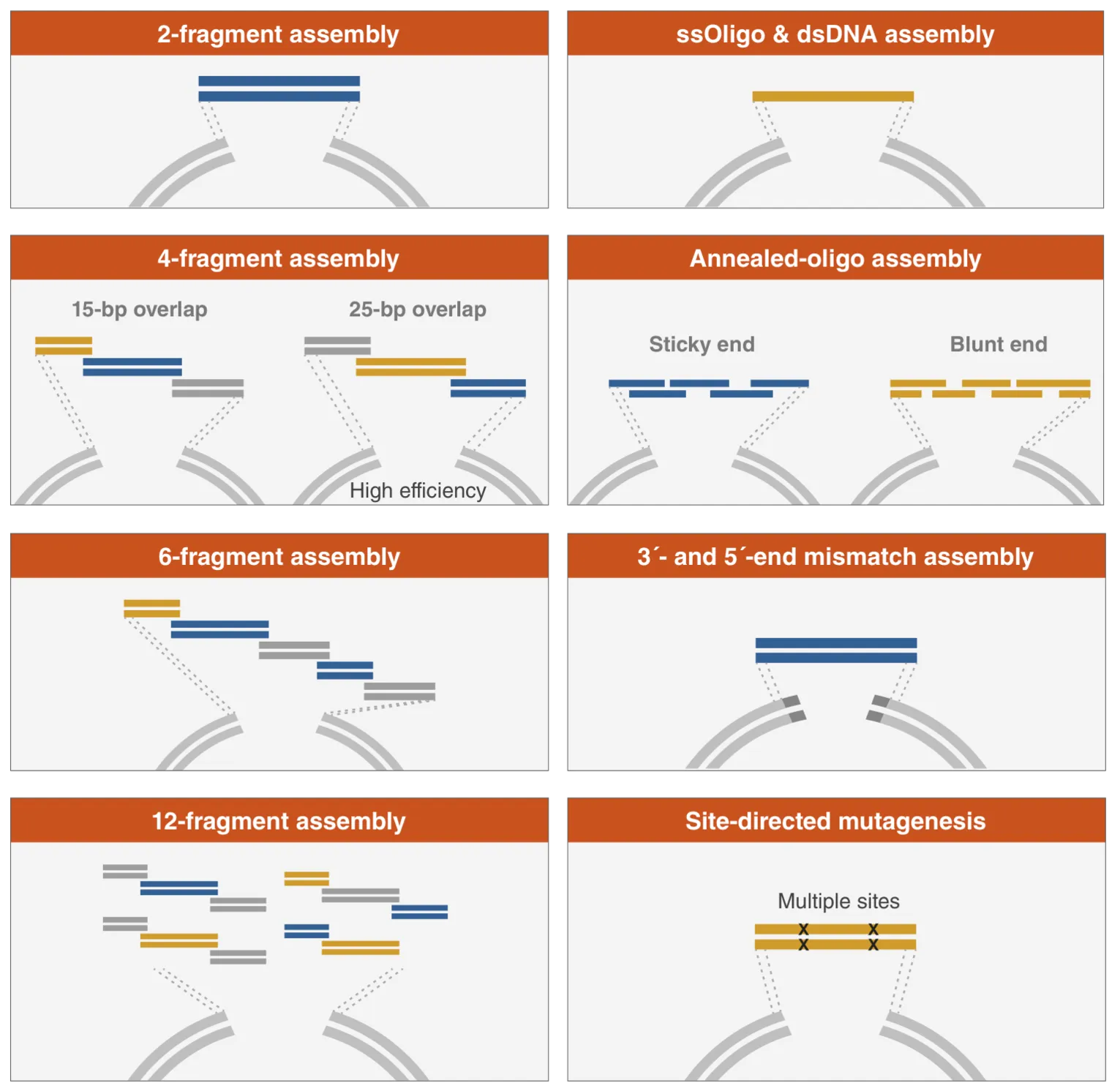 Types of DNA assembly using NEBuilder® HiFi DNA Assembly