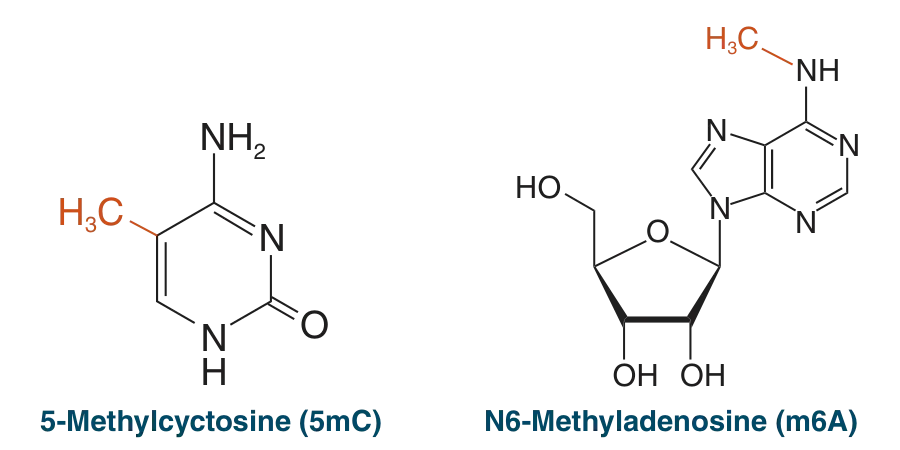 Methylated DNA or RNA can be enriched for sequencing 
