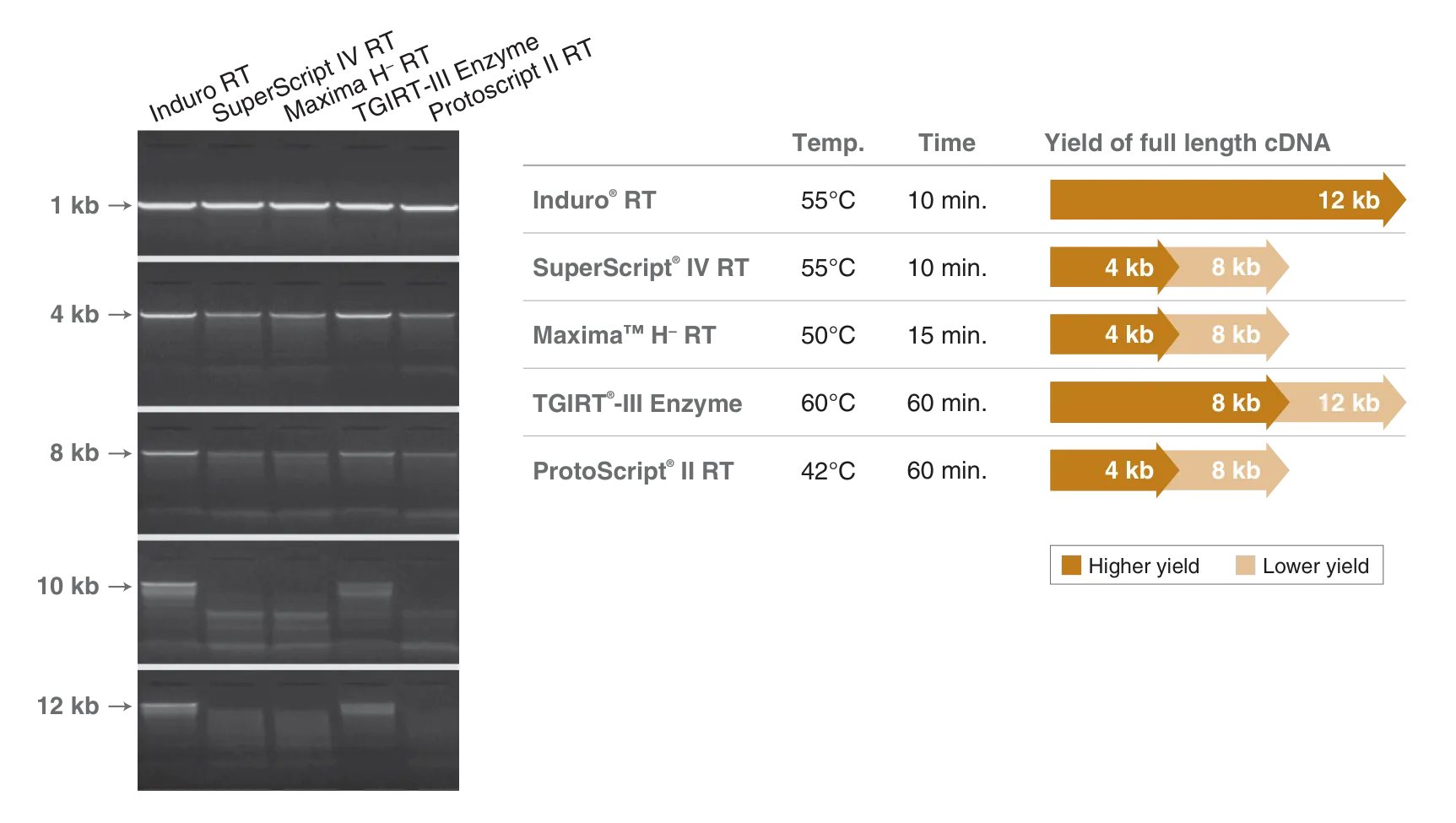 Gel depicting Induro® Reverse Transcriptase's ability to generate high yield of long cDNA