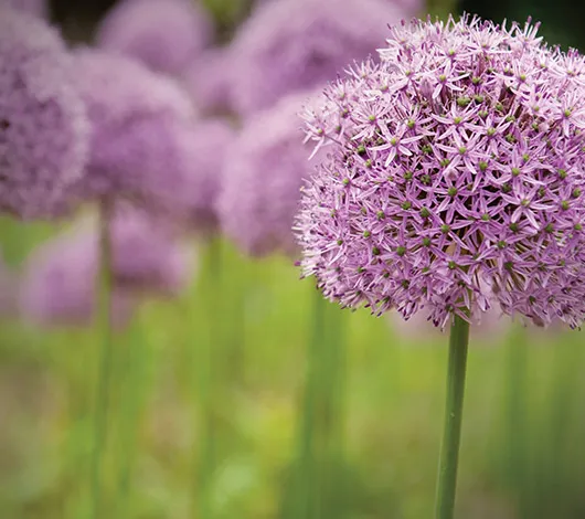 Purple giant allium flowers in a field