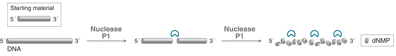 Mechanism of Nuclease P1