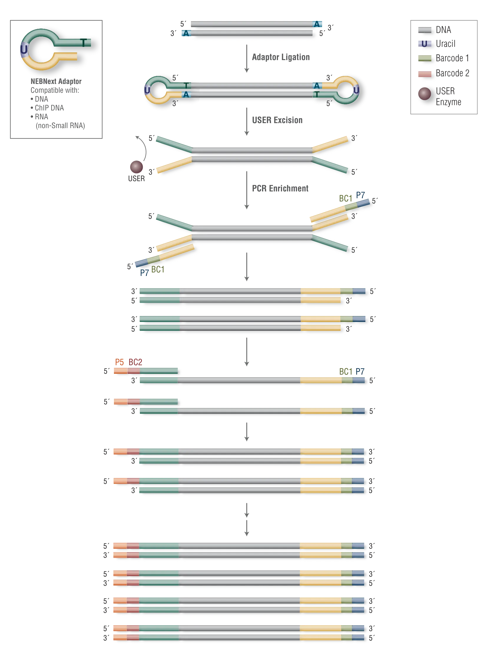 Workflow using NEBNext Multiplex Oligos for Illumina (96 Unique Dual Index Primer Pairs)