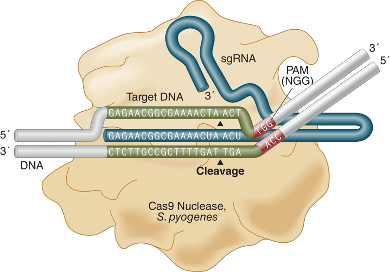 Infographic of Cas9 Nuclease, S. pyogenes