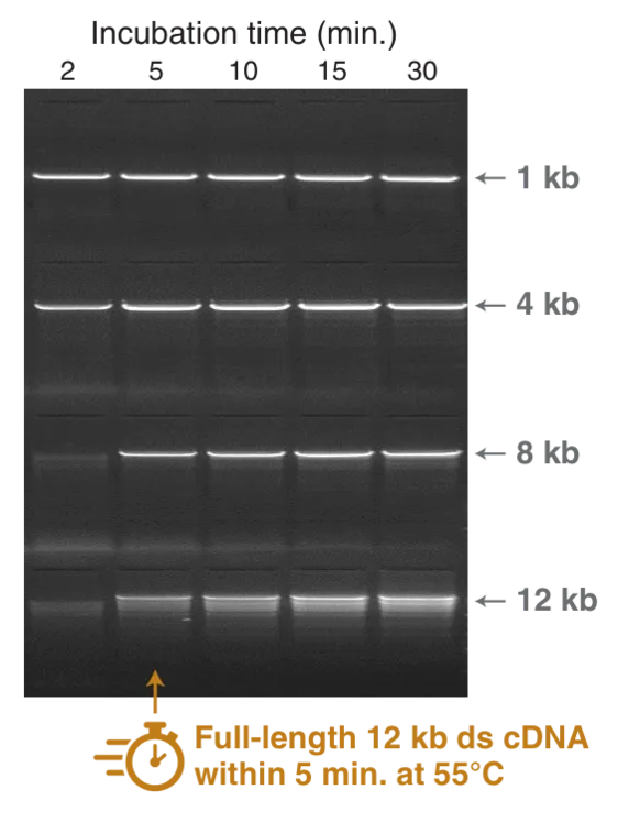 Gel depicting quick cDNA synthesis with Induro® Reverse Transcriptase