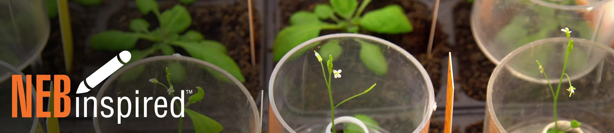 Photo of Thale cress and mouse-ear cress or Arabidopsis thaliana experimental, with NEBinspired logo
