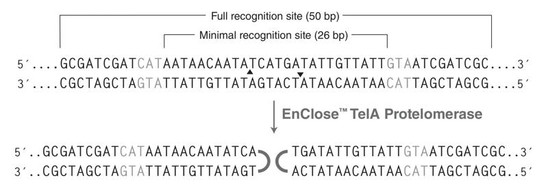 Full recognition site (50 bp) and minimal recognition site (26 bp) of EnCloseTelA Protelomerase