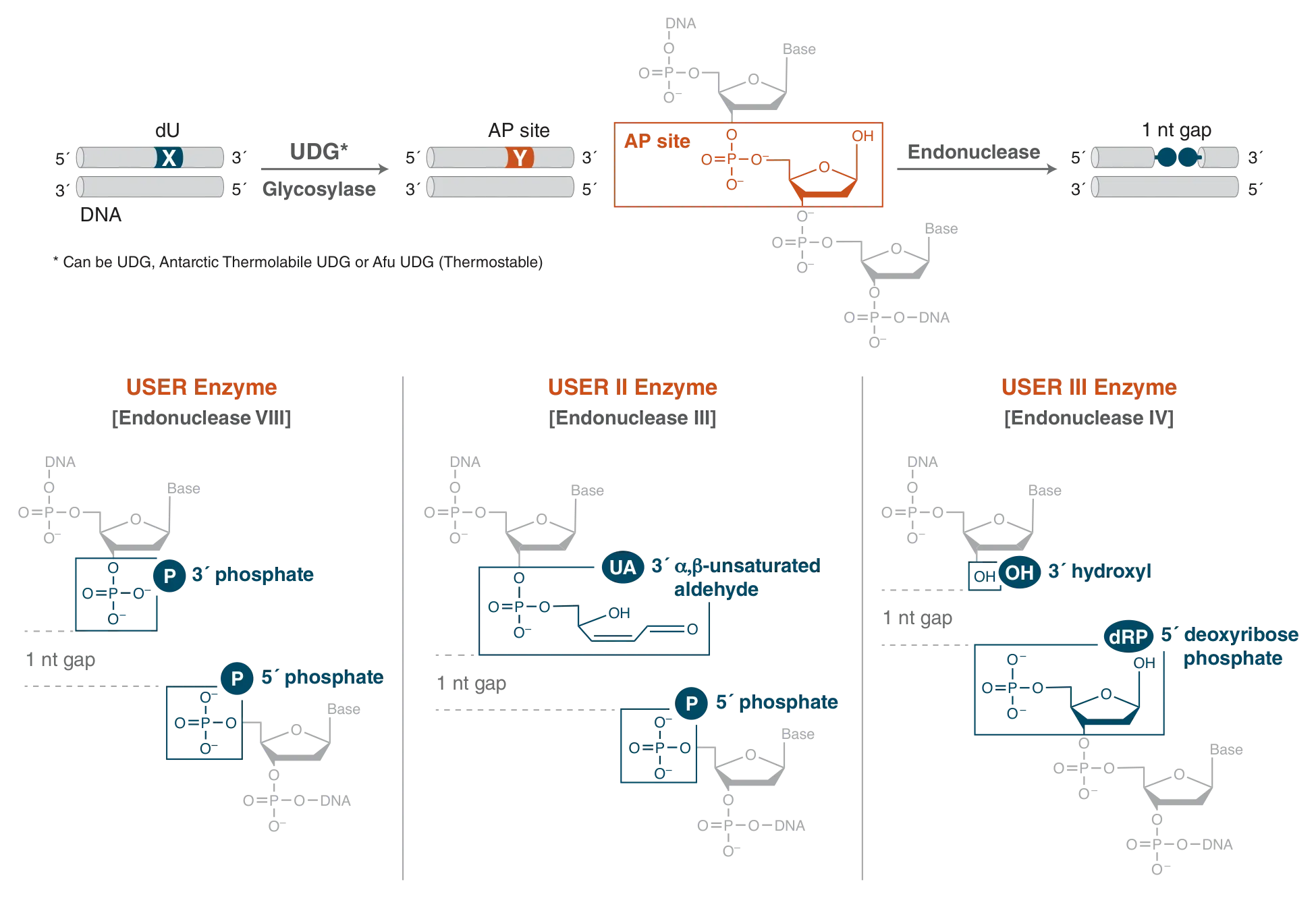Comparison of mechanisms of USER Enzyme, USER II Enzyme and USER III Enzyme
