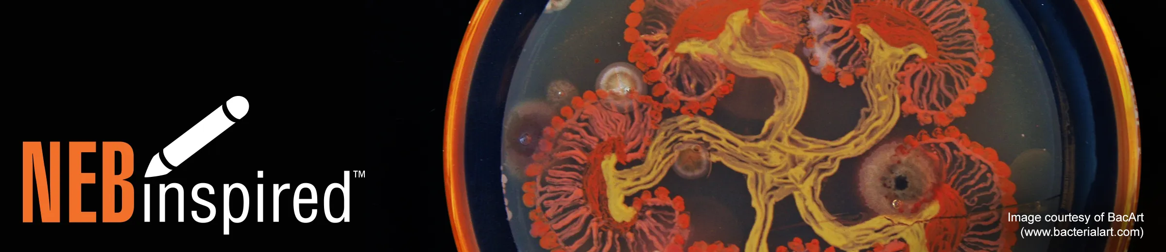 Closeup photo of colorful bacterial growth artwork in petri dish, with NEBinspired logo
