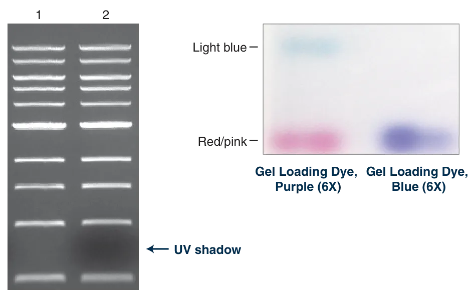 Gel depicting no UV shadow with Gel Loading Dye, Purple and gel showing separation of purple dye into light blue and red / pink
