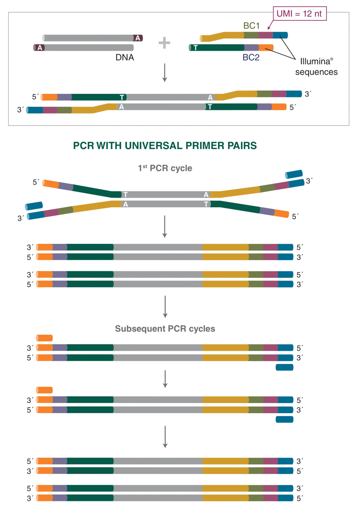 Workflow for NEBNext® Multiplex Oligos for Illumina® (Unique Dual Index UMI Adaptors DNA Sets 1–4)