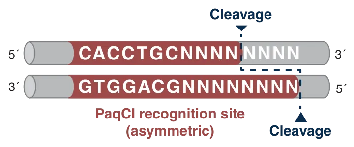 Diagram of PaqCI asymmetric recognition site and cut site