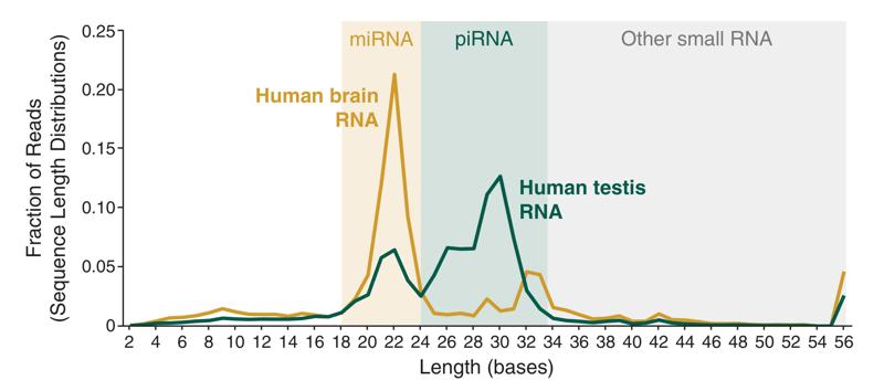 Line graph depicting representation of miRNAs and piRNAs in brain and testis