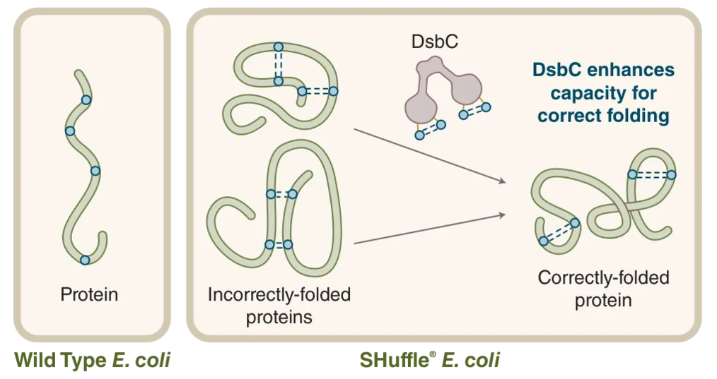 Comparison of wild type (WT) E. coli and SHuffle E. coli and disulfide bond formation